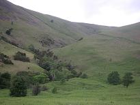 Greendale Gill