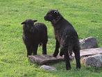 lambs